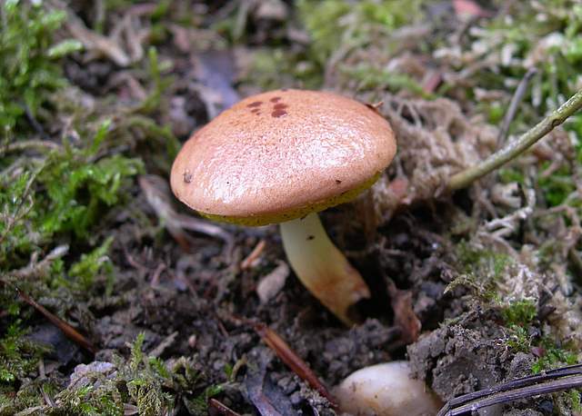 I  Funghi della collina pianeggiante
